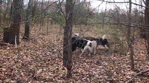 РАБОТА ЛАЕК ПО КАБАНУ