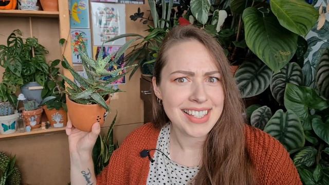 My colorful Aloe and Agave collection смотреть онлайн