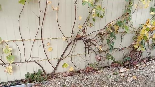 ВИНОГРАД ЮПИТЕР Особая экспериментальная формировка. смотреть онлайн