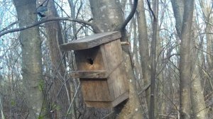 Синицы и синичник