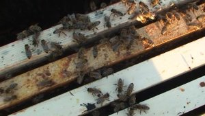 Быстрая пересадка пчёл из роевни в улей