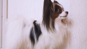 ЮКИ спасатель! Союз зверей: Спасение двуногих / Сериалити от ЮКИ 97 серия