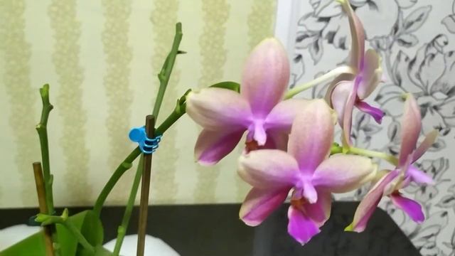 Домашнее цветение орхидей 2 смотреть онлайн