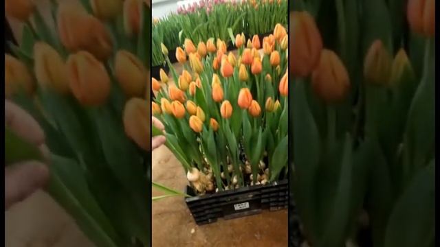 Луковицы тюльпанов| отзыв клиента смотреть онлайн