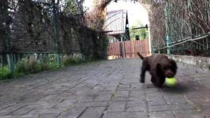 Тест щенка Английского Кокер Спаниеля. КРАЙБЭБИ 60 дней