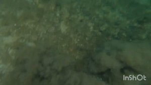 УДАЧНОЕ ПОГРУЖЕНИЕ ЗА ГРЕБЕШКОМ. ФРИДАЙВИНГ В БАРЕНЦЕВОМ МОРЕ. "FREEDIVING IN THE BARENTS SEA".