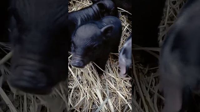 К очень большому сожалению утром нашёл только 6 из 7 поросят, одного нигде нету ??????? смотреть онлайн