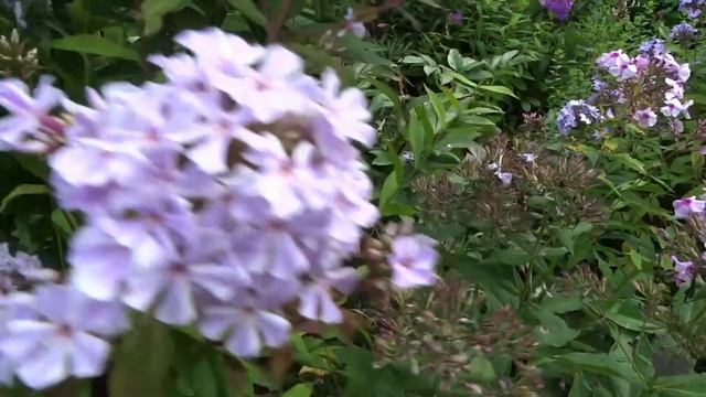 Флокс Олл ин Уан (All in One) - обзор, описание, цветение, отзыв смотреть онлайн