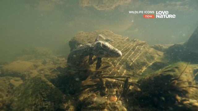 Герои дикой природы / Wildlife Icons :  Крокодилы и бегемоты из Ндумо 6 серия