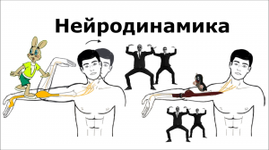 Защемление нервов. Что вызывает и как исправить? Нейродинамика. | Финагин Федор Алексеевич