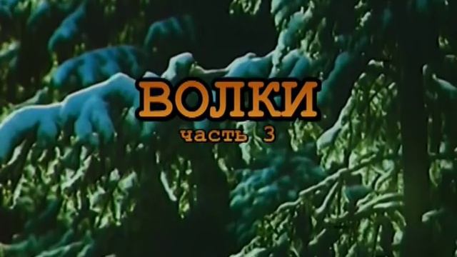 Живая энциклопедия - Волки 99 jyne смотреть онлайн
