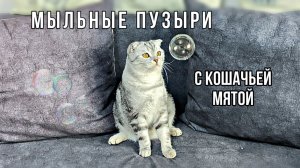 Реакция кота на мыльные пузыри с кошачьей мятой