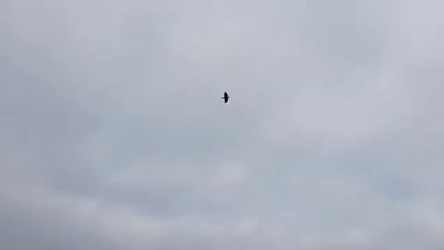 Семён Туман - В свободной печали смотреть онлайн