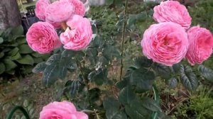 Роза Юлия (селекция Усынин) 2-ой год посадки. Лето 2021