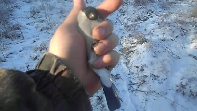 Серый снегирь Pyrrhula cineracea #Синий снегирь #птицаснегирь смотреть онлайн