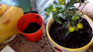 Посадка кумкват кукле цитрус