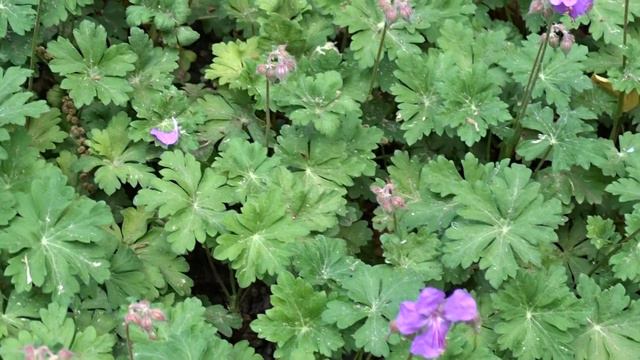 Geranium × cantabrigiense 'Biokovo' ? смотреть онлайн