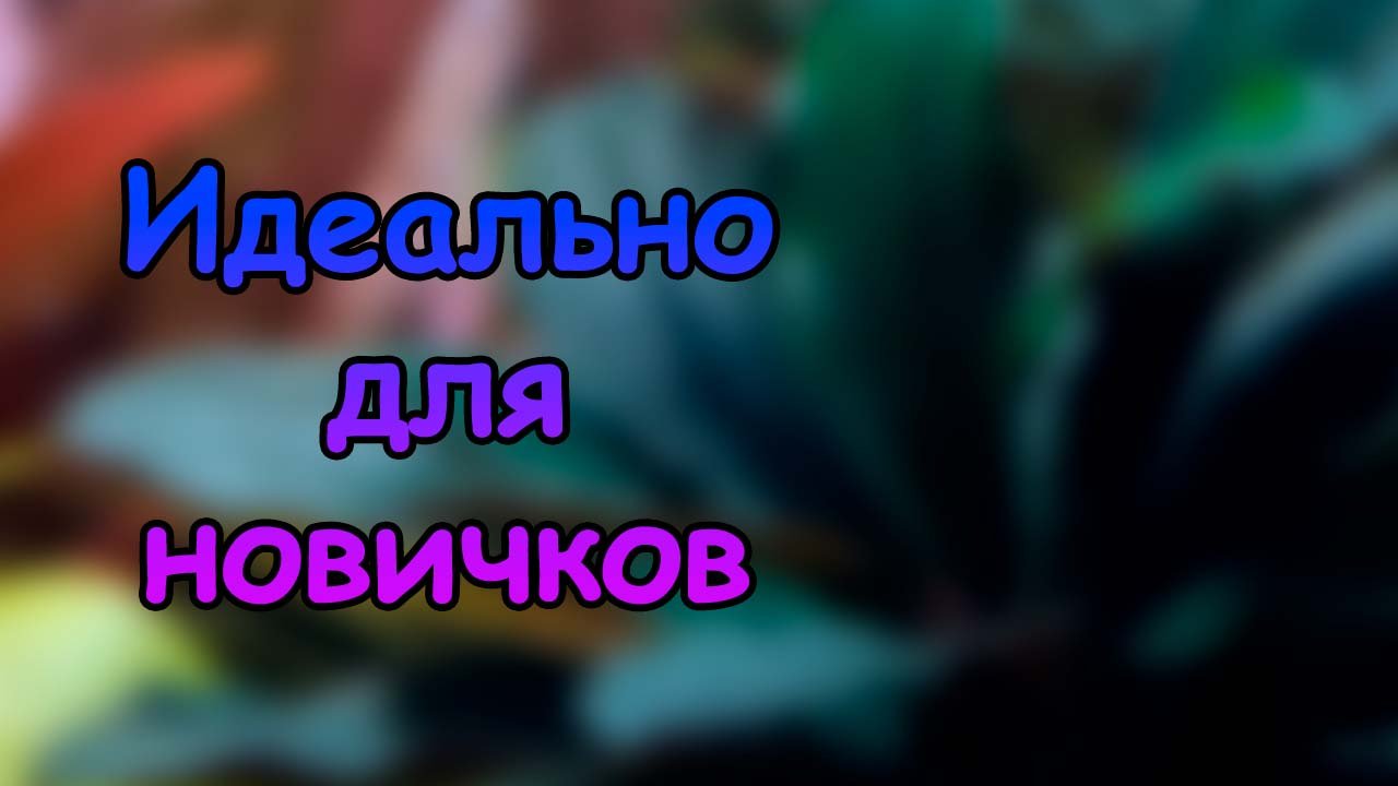 ИДЕАЛЬНОЕ РАСТЕНИЕ ДЛЯ НОВИЧКОВ #АКВАМЕН #СВОИМИ_РУКАМИ