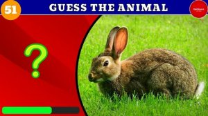 Guess 100 Animals In 3 Seconds! /Animal Quiz Challenge!