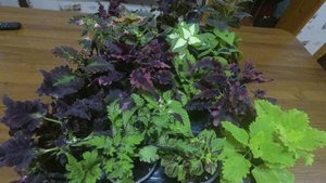 Красота Колеуса. Как сохранить зимой? Простой  способ Зимовки в квартире.