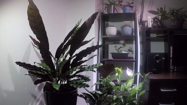 Calathea lancifolia moving leaves time-lapse. Калатея Лансифолия смотреть онлайн