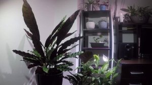Calathea lancifolia moving leaves time-lapse. Калатея Лансифолия