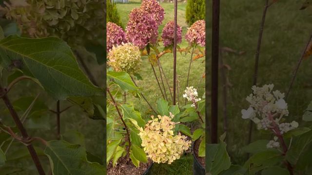 ТРИ СЕСТРЫ, ТРИ РАЗНЫХ ПОВЕСТИ 🌸 5 октября #garden #hydrangea