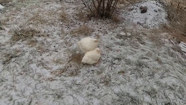 Подрезал крылья уткам. Забой бройлеров.Цены на корма смотреть онлайн