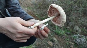 Гриб-зонтик пестрый(лат. Macrolepiota procera) Внешний вид и особенности ?