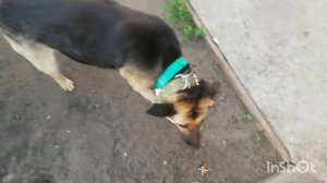 35) Новый Ошейник Собаке Породы Овчарка по Кличке Верба в Городе Пенза 12 июля 2022 года.