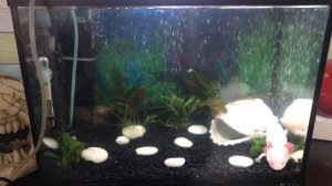 Как сделать водопад в аквариуме. Водопад для аксолотля.