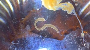 Дифиллоботриоз