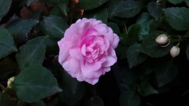Бальзамин Lavender Orchid (Лаванде орхид).