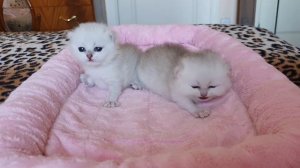 Британские котята окраса серебристая шиншилла