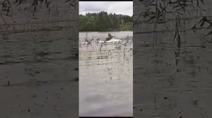 Лодка из ПНД Сибирячка. мотор 9.9 (НЕ 15)