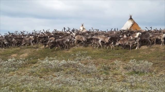 Дежурство в стаде смотреть онлайн