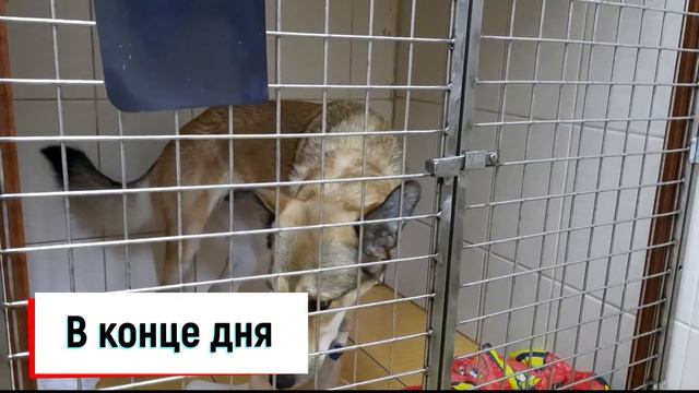Клинический случай. Перелом передней конечности. смотреть онлайн