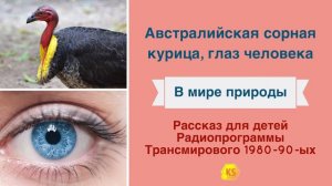 5. Австралийская сорная курица, глаз человека "В мире природы"
