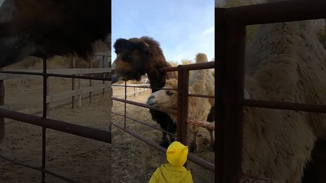 Дети и верблюды смотреть онлайн