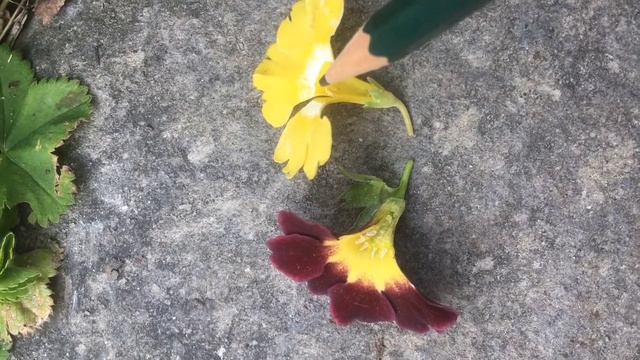 Aurikkel primula samling - fra natur til Hager (Primula auricula- from nature to gardens) смотреть онлайн