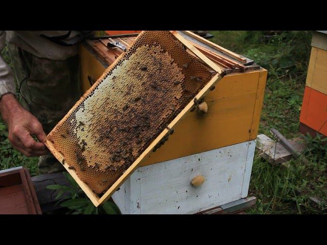 Подготовка к зиме, отбор мёда, изоляция маток. смотреть онлайн