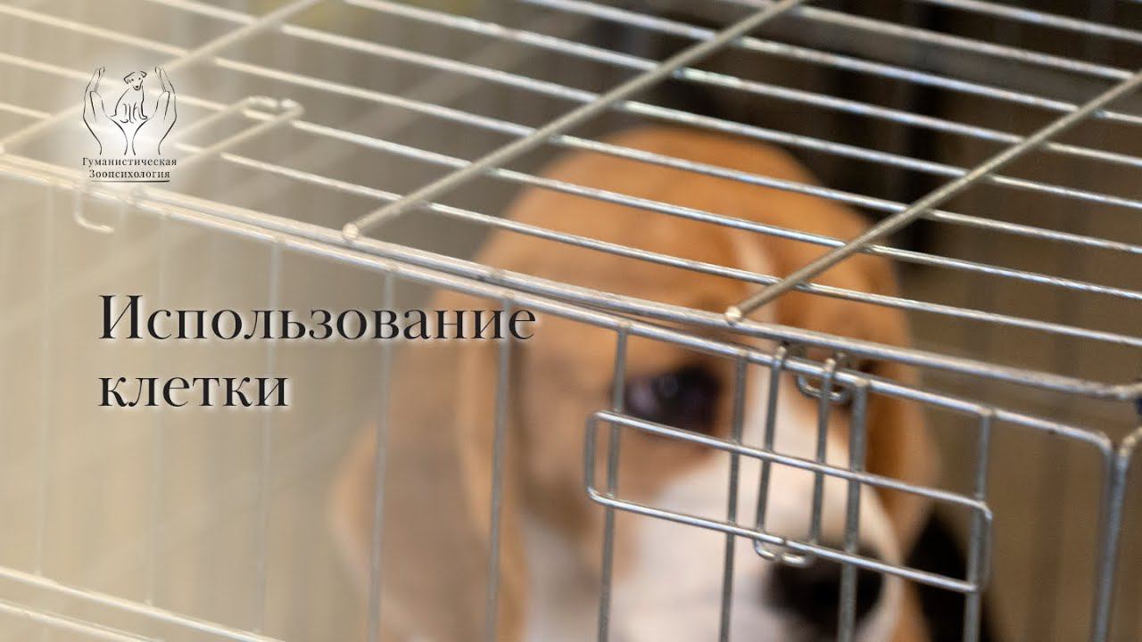 Клетка для собак смотреть онлайн