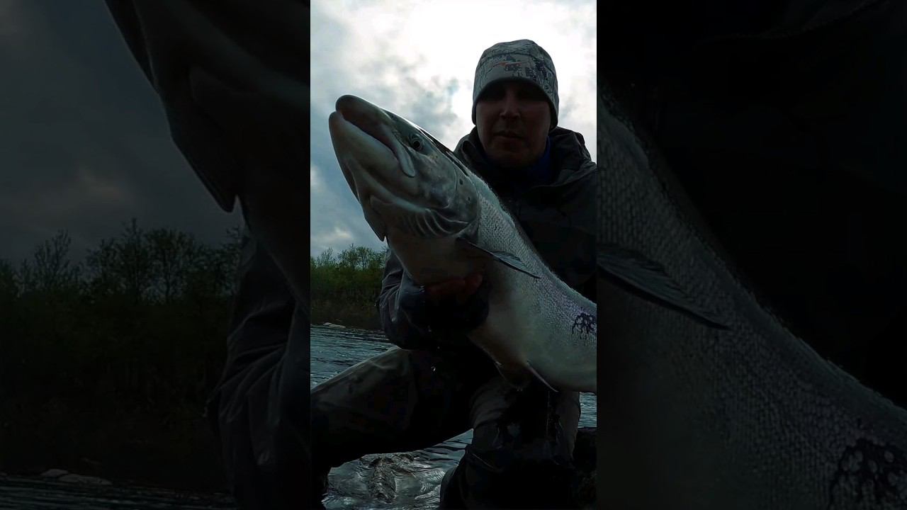 Рыбалка на Кольском полуострове. В воскресенье полный фильм!!! #рыбалка #нахлыст #кольский #семга смотреть онлайн