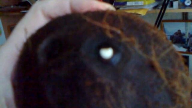 Кокос из магазина прорастает (мой опыт ошибки и удачи) смотреть онлайн