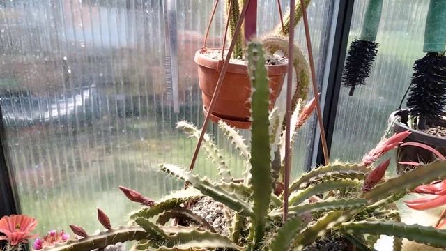 Кактусы.Огромные цветы на трихоцереусах.Тортилы завтракают.Kakteen.. смотреть онлайн