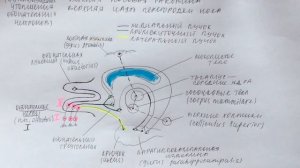 Билет 034. ОБОНЯТЕЛЬНЫЙ АНАЛИЗАТОР, ЕГО ЧАСТИ. ПЕРВАЯ ПАРА ЧЕРЕПНЫХ НЕРВОВ.