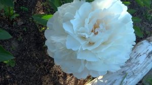 Пион СТЕВЕС ЧОЙС ? Paeonia STEVE'S CHOICE: обзор, описание, цветение, отзыв