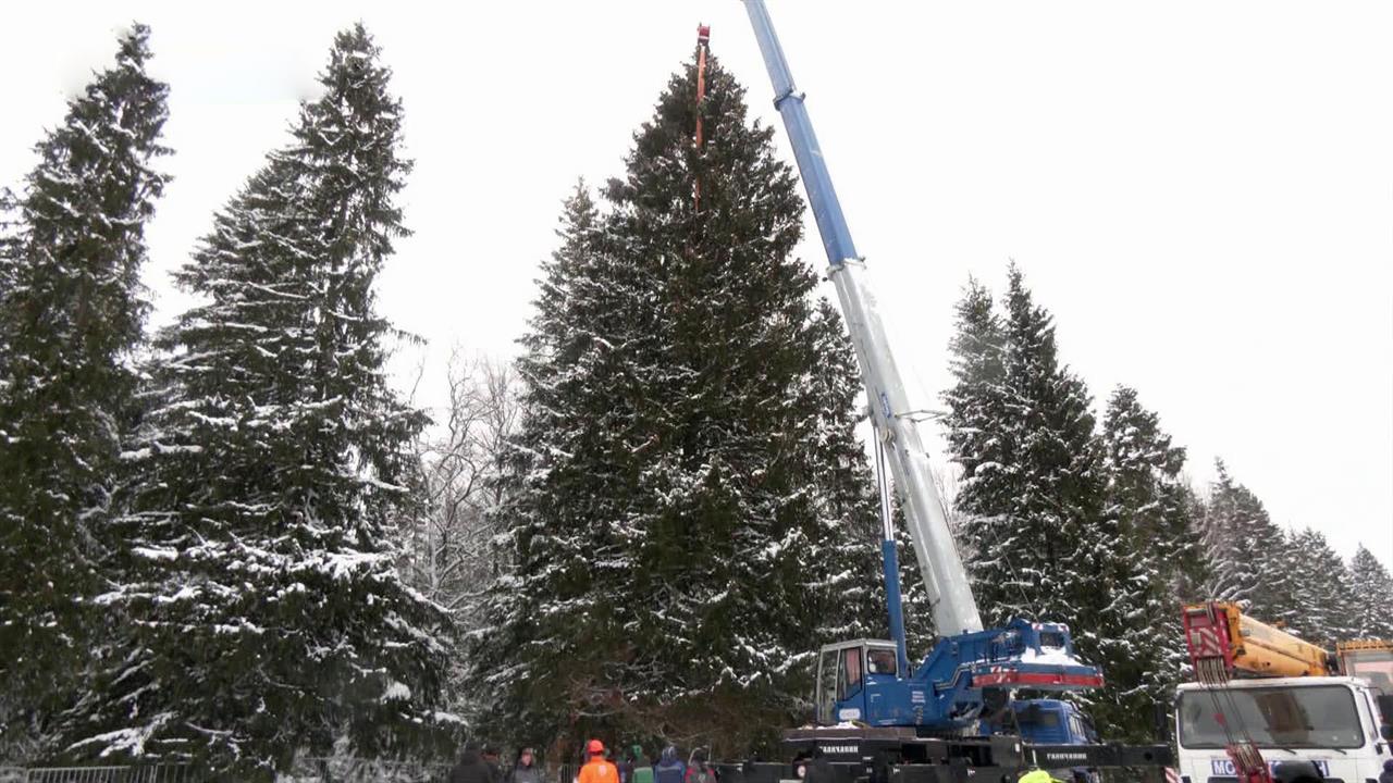 Главная новогодняя елка России готова отправиться на Соборную площадь Кремля