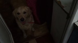 Собака боится грома! Собака ругается с громом