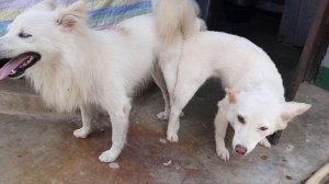 Why Dogs Get Stuck After Mating - Breeding Process Explained || Mating of dogs || Don't hurt dogs